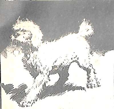 Pompom
